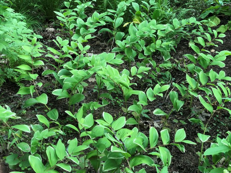 variegated Solomon’s seal