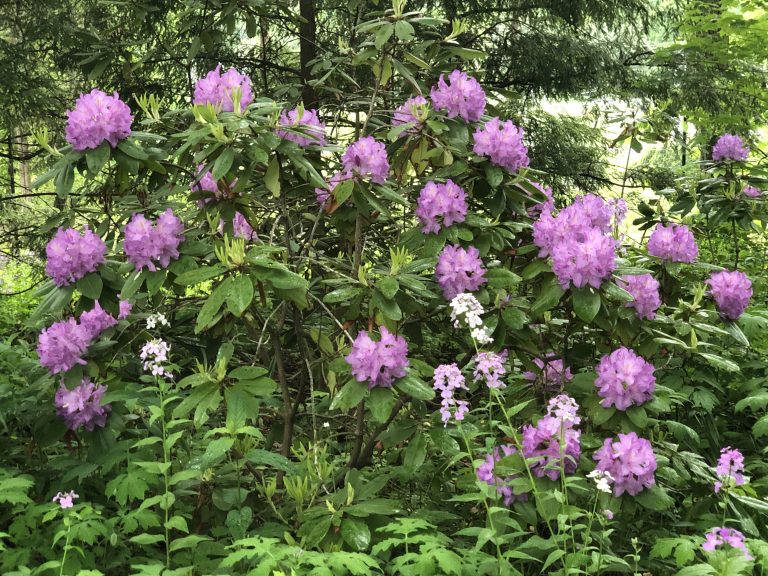 roseum elegans rhodendron