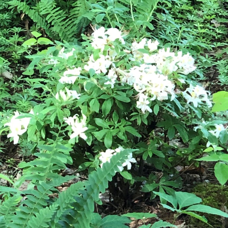 sweet azalea