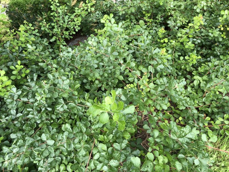fragrant sumac