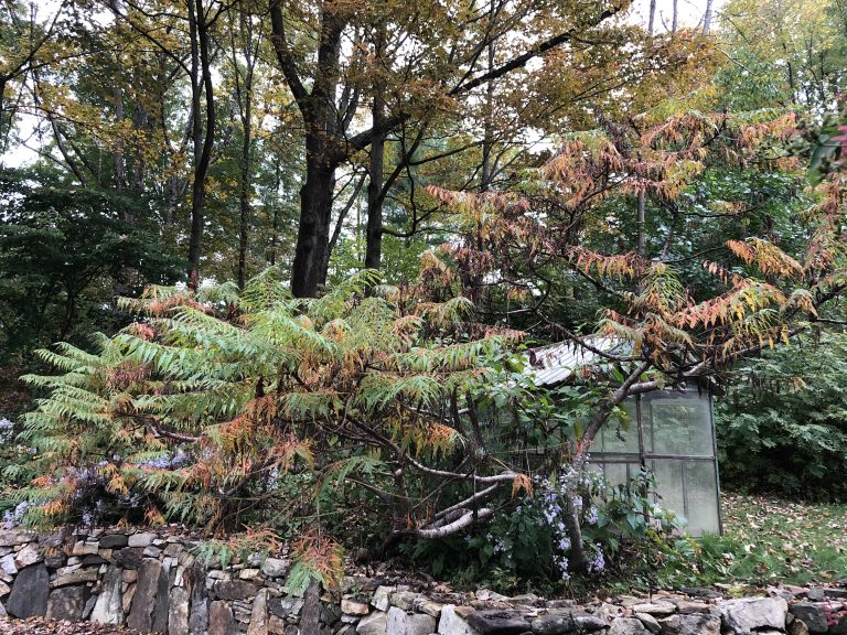 cutleaf staghorn sumac