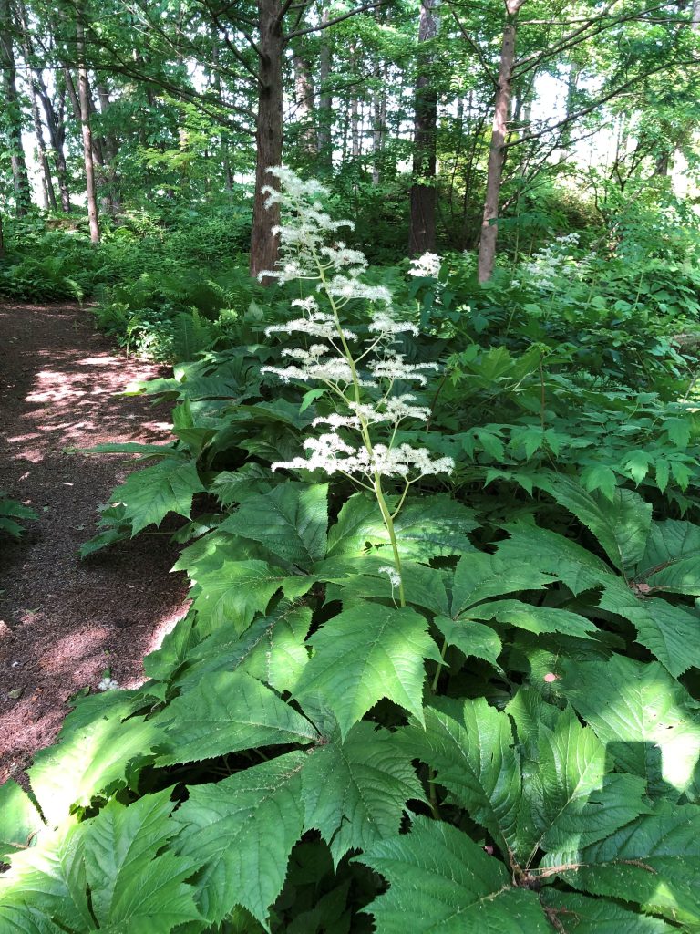 roger’s flower