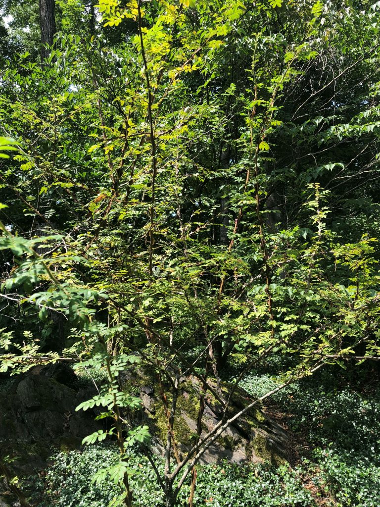 Himalayan rose