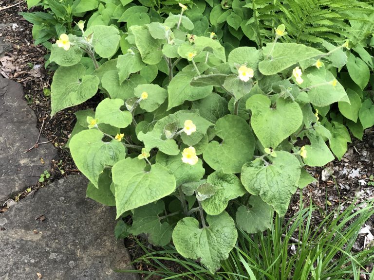 upright wild ginger