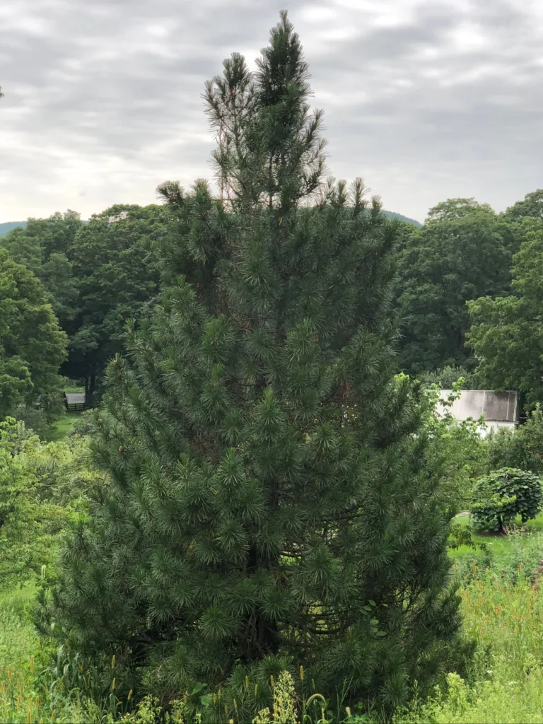 Japanese umbrella pine