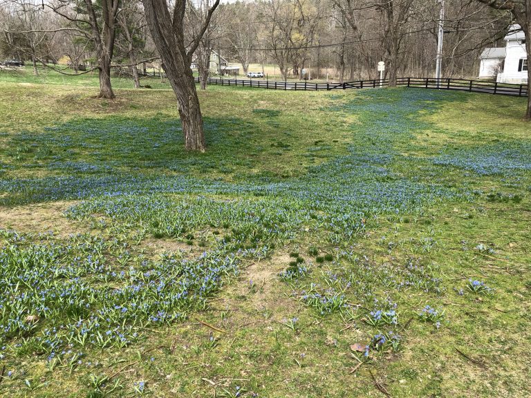 Siberian squill