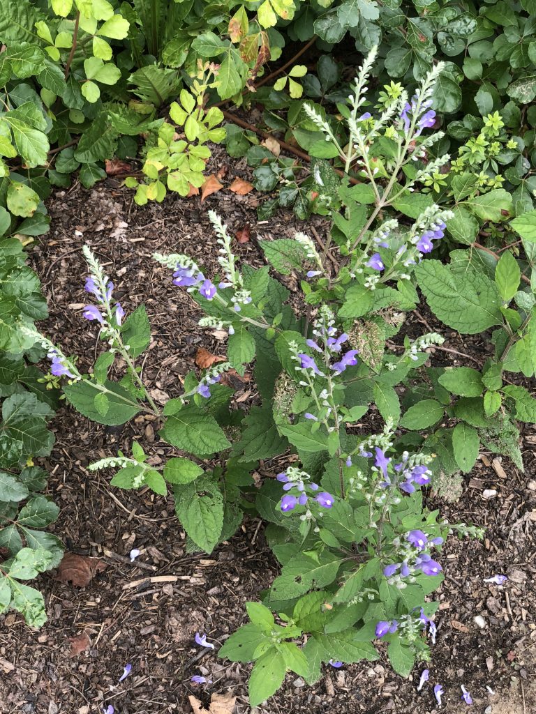 hoary skullcap