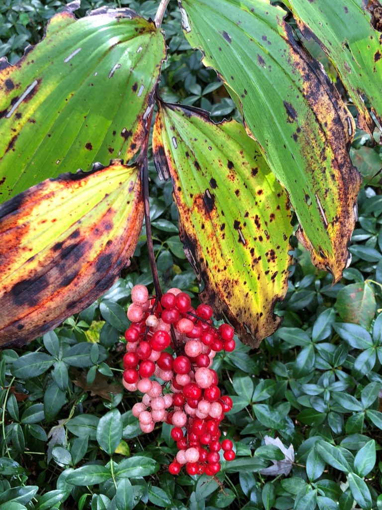 false Solomon’s seal