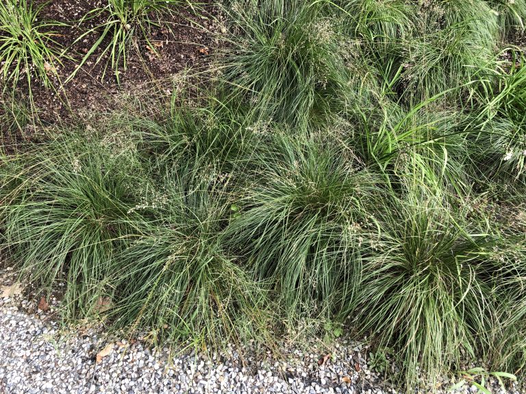 prairie dropseed