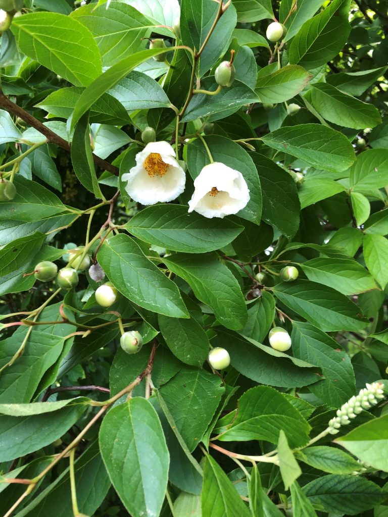mountain camellia