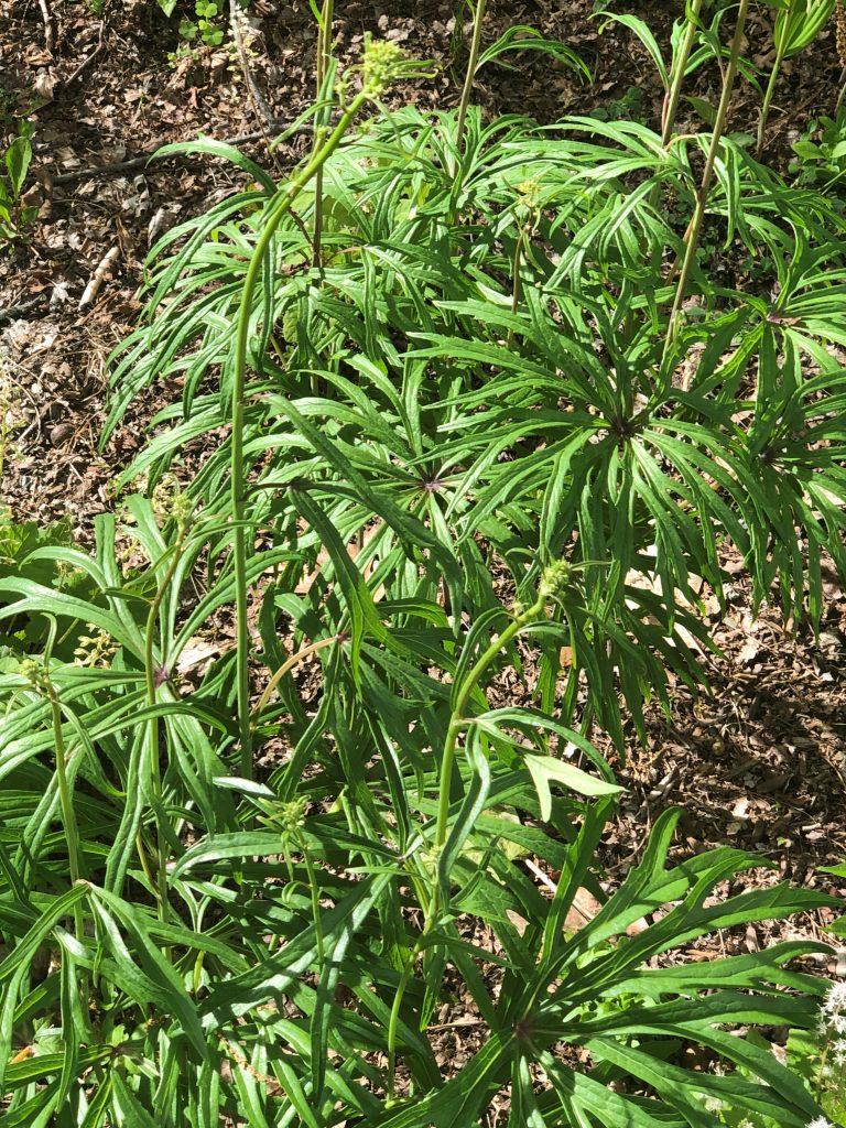 shredded umbrella plant
