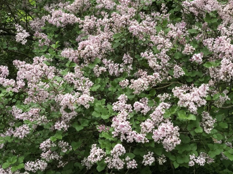 Korean lilac
