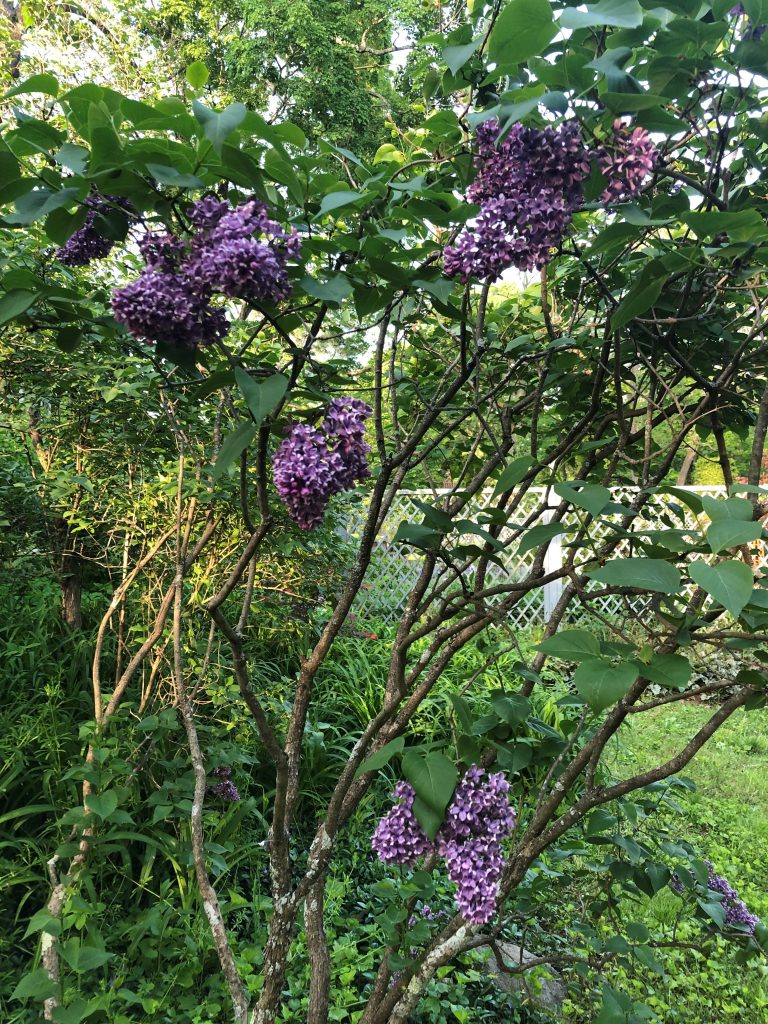 common lilac
