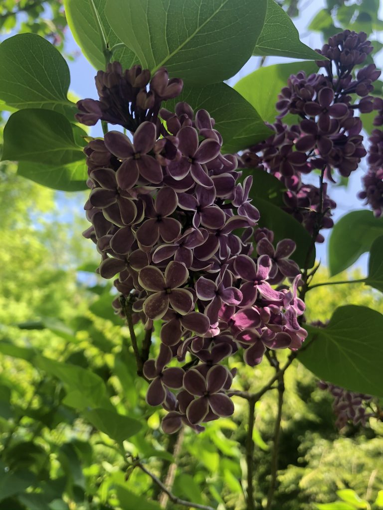 sensation lilac