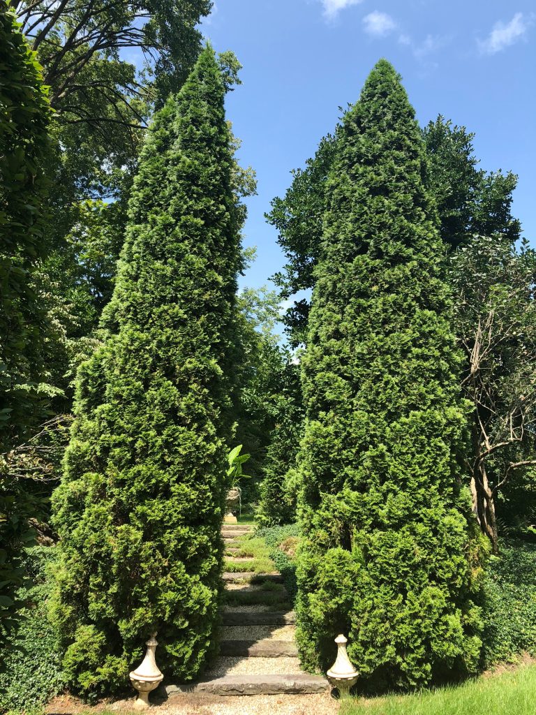DeGroot’s spire arborvitae
