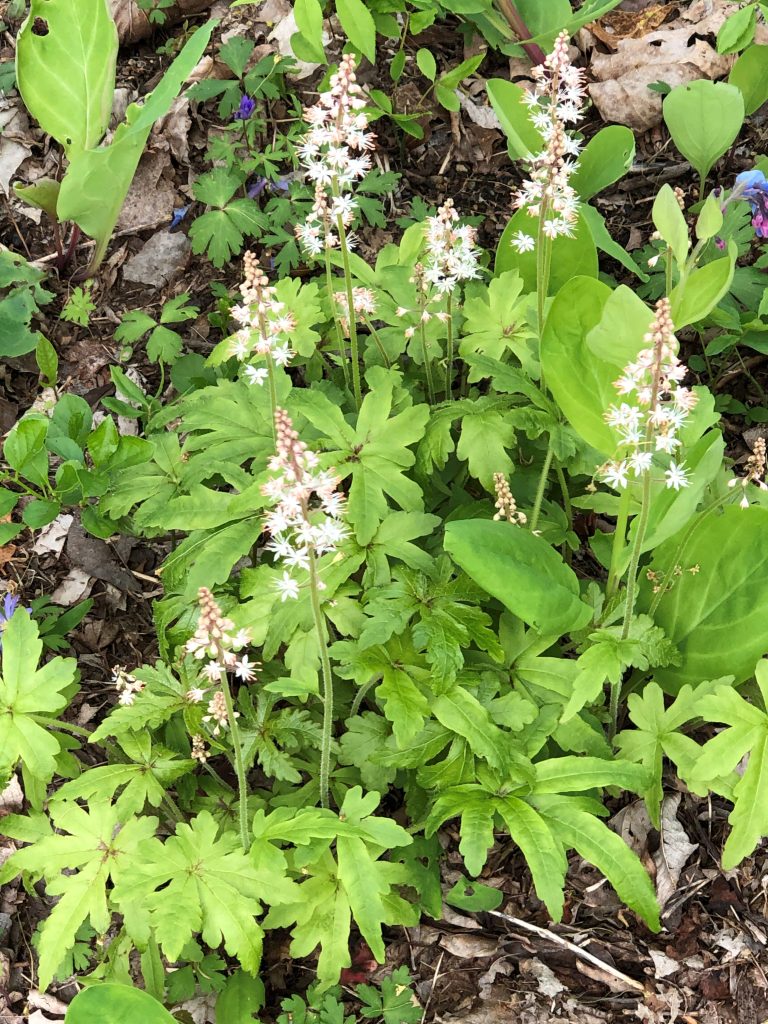 foamflower