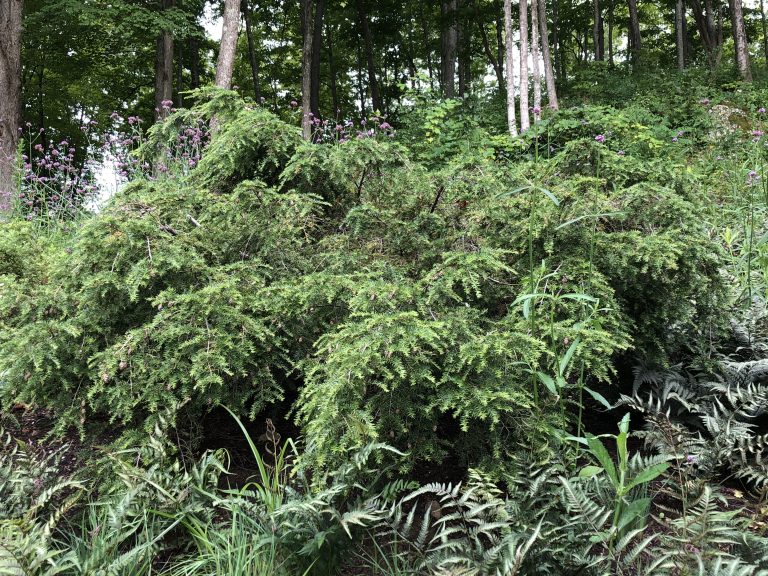 weeping Canadian hemlock