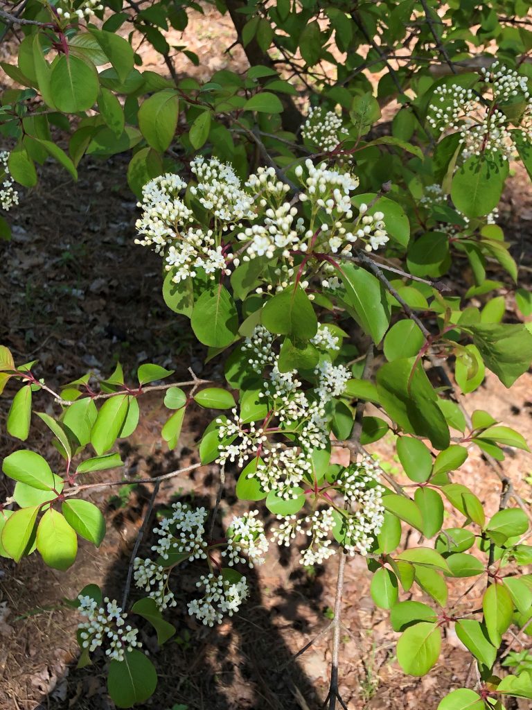 blackhaw viburnum