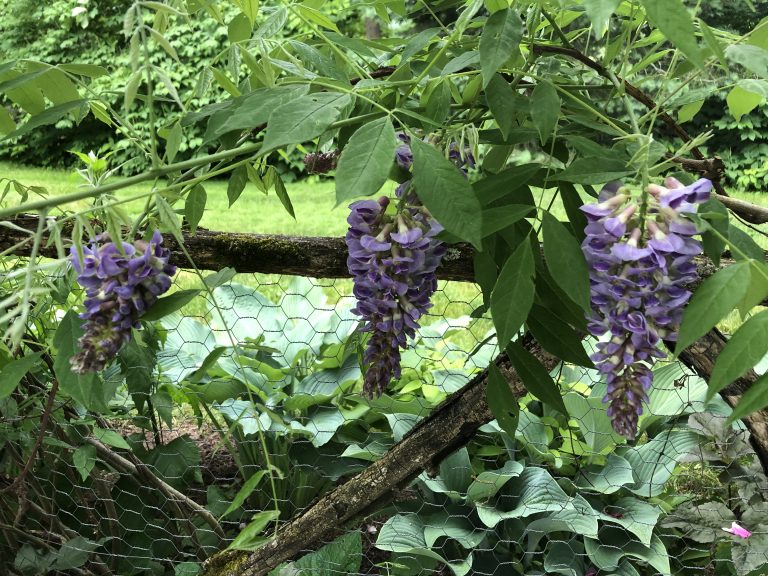 American wisteria