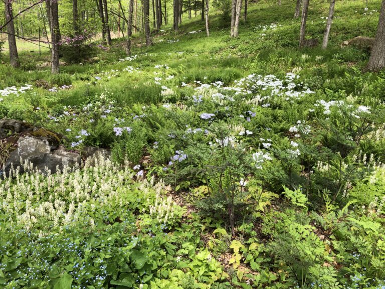 The Unseen Benefits of Leaving Twigs and Branches in Your Garden