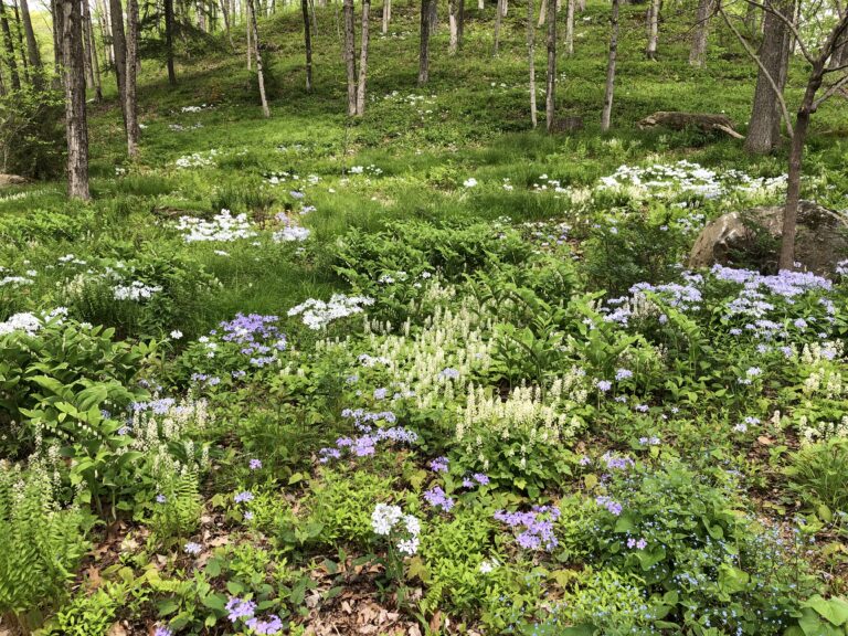 woodland phlox