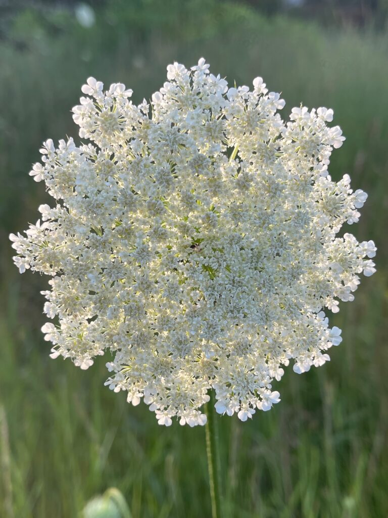 Queen Anne’s lace