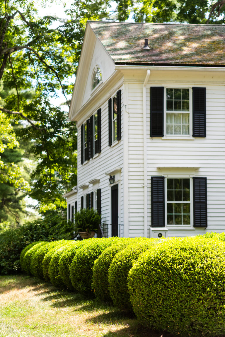globe boxwood