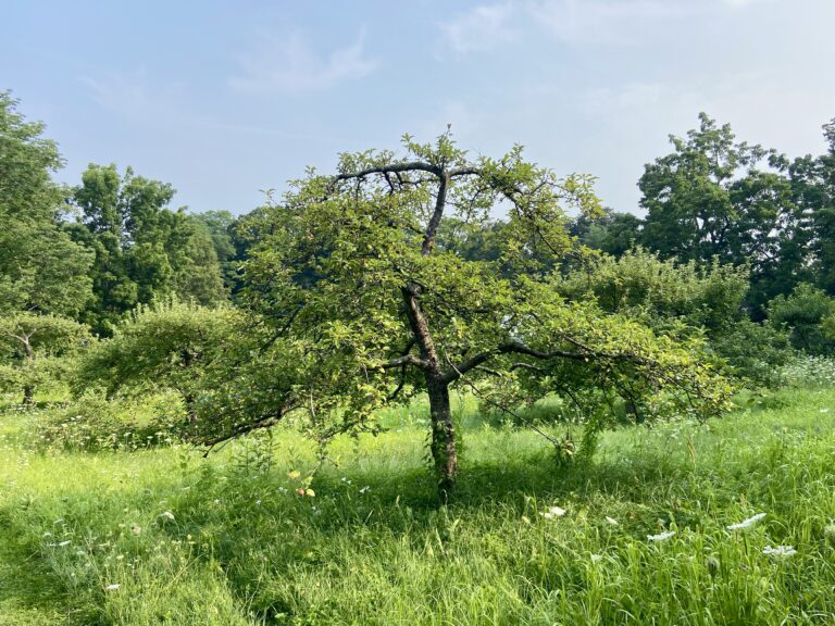orchard apple