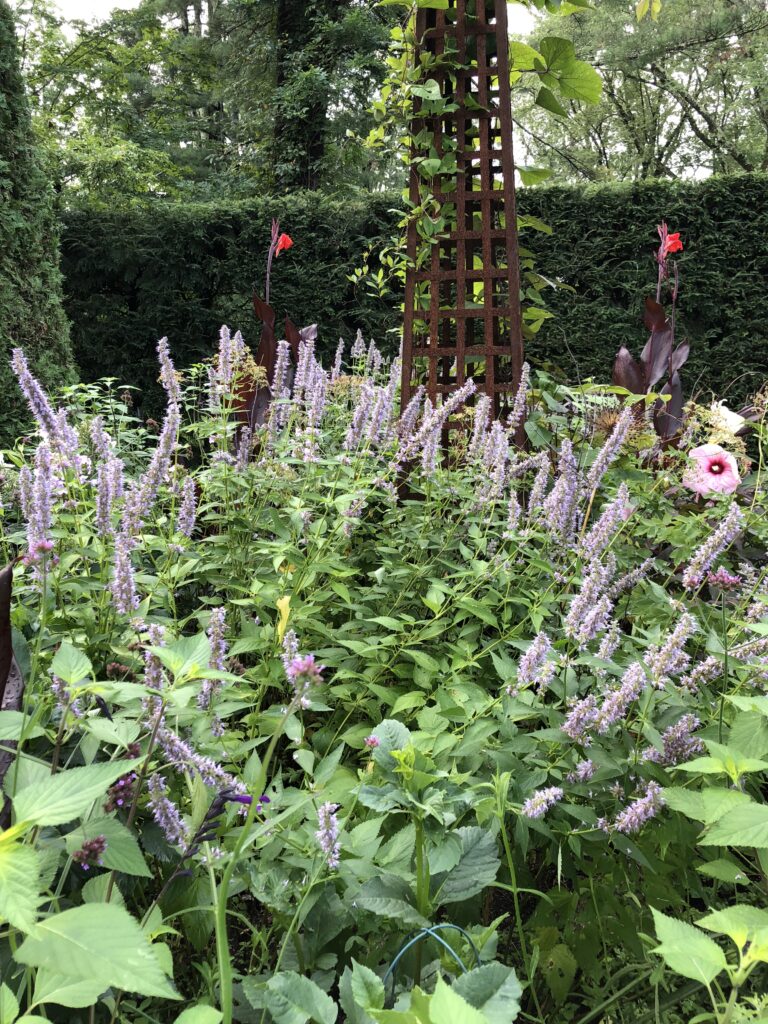 purple giant hyssop