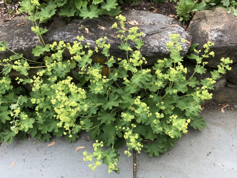 lady’s mantle