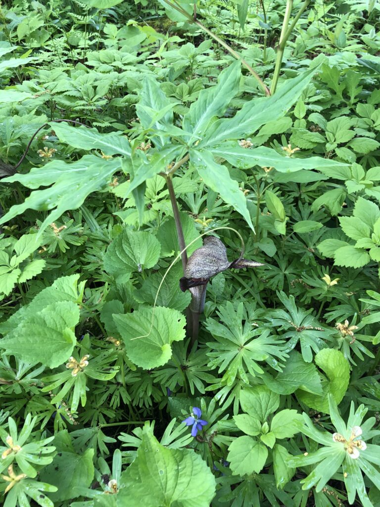 Japanese jack-in-the-pulpit