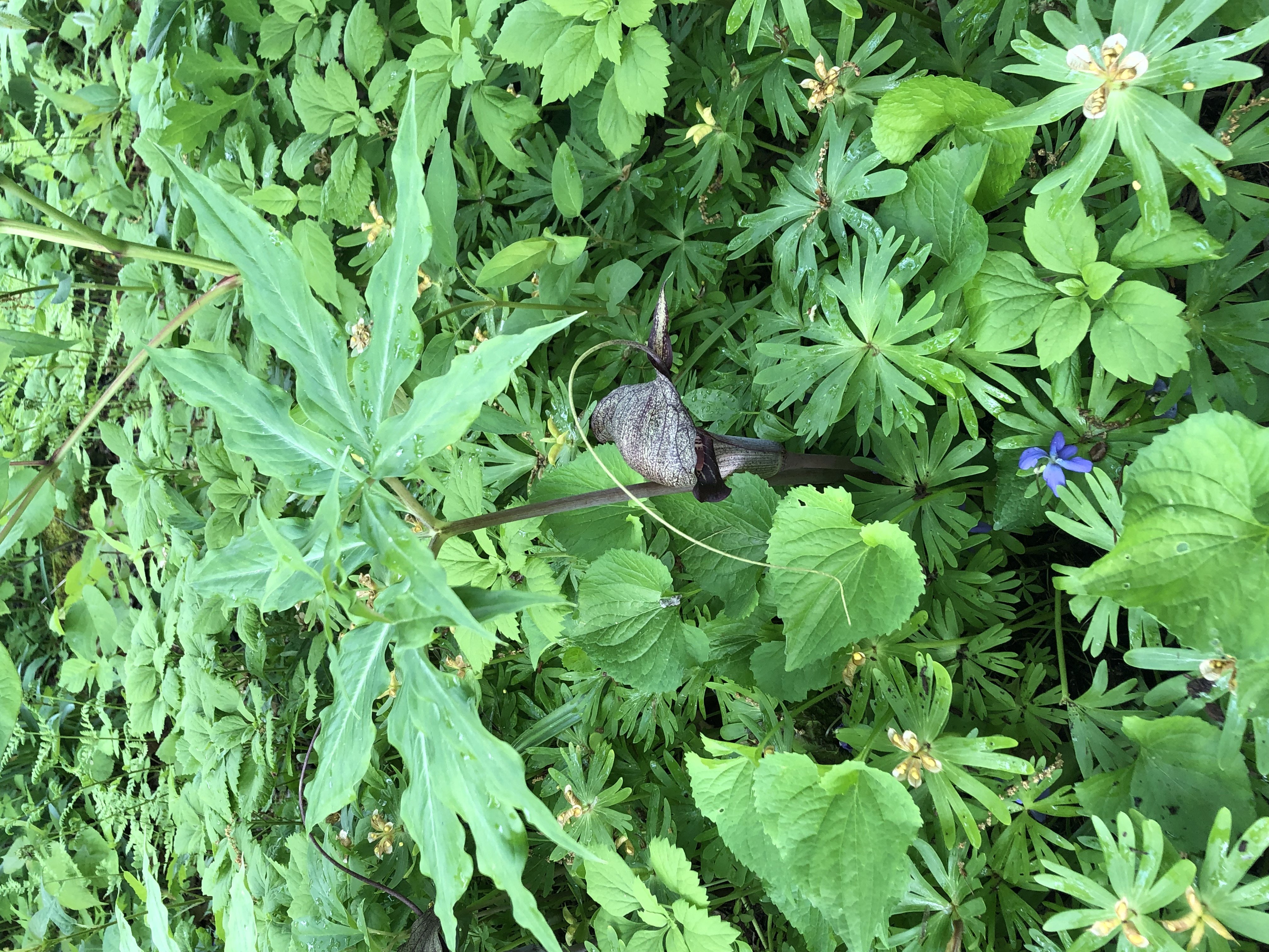 Jack-in-the-Pulpit