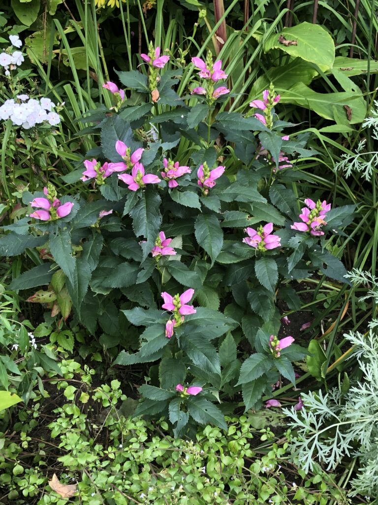 pink turtlehead