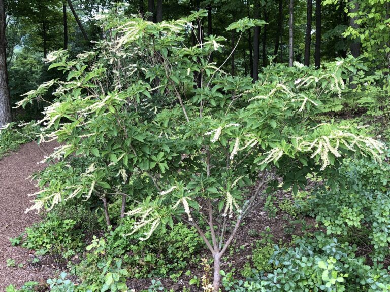 Japense clethra