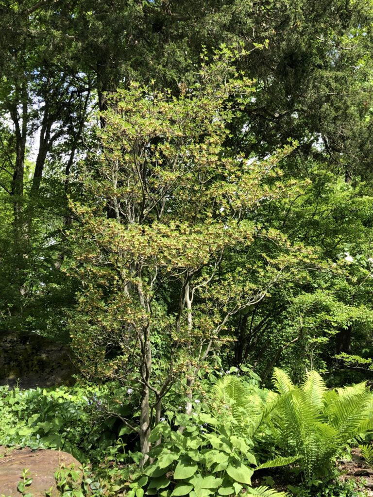 redvein enkianthus