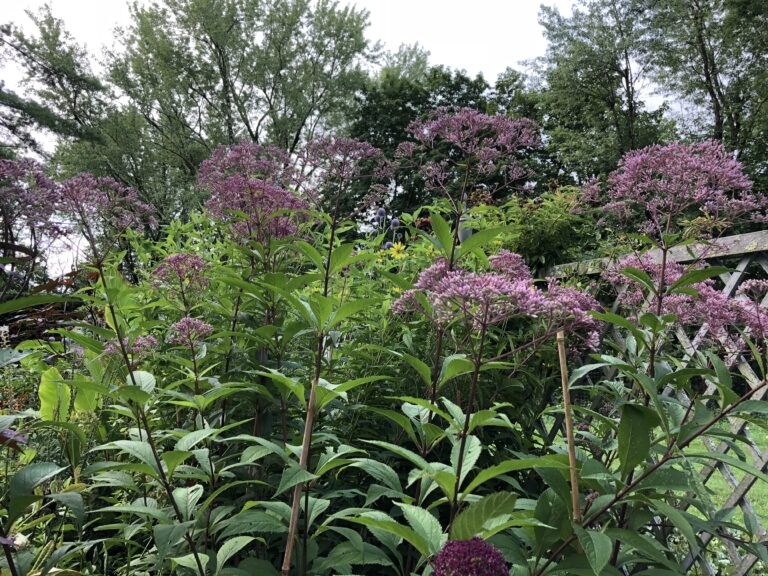 spotted Joe-Pye weed