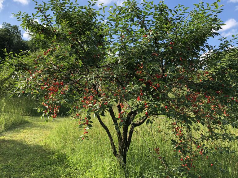 Montmorency cherry