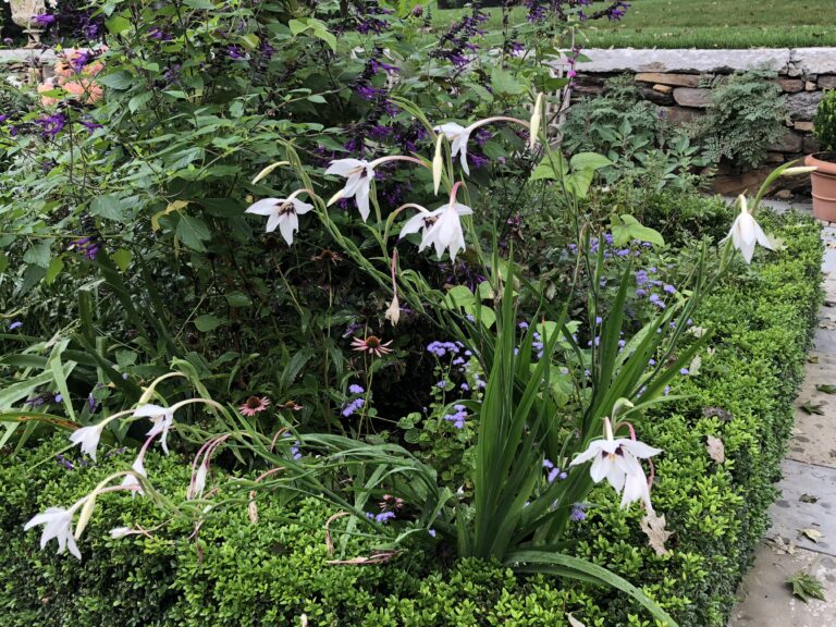 peacock gladiolus
