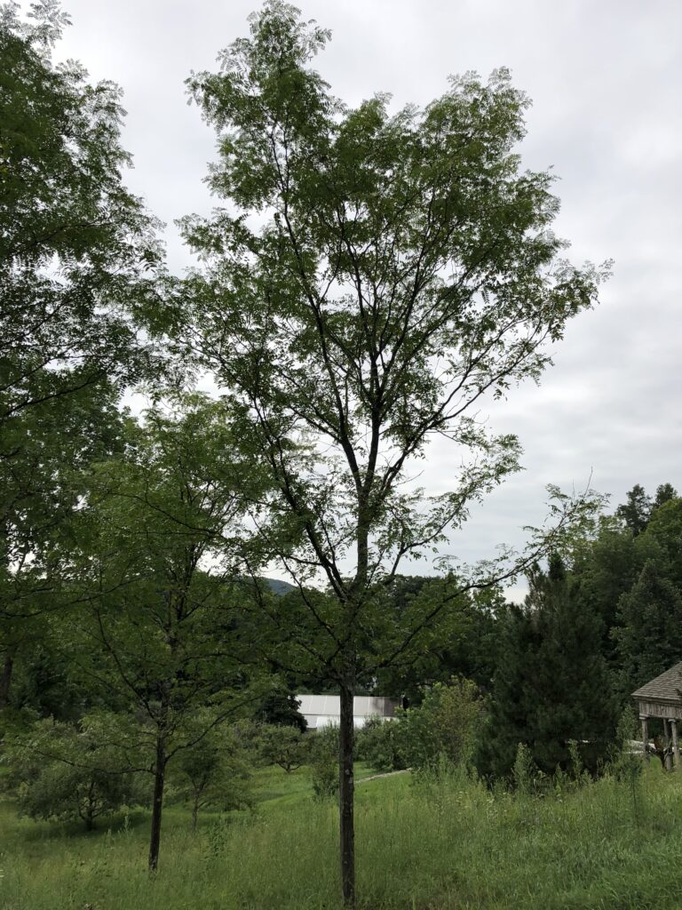 honey locust