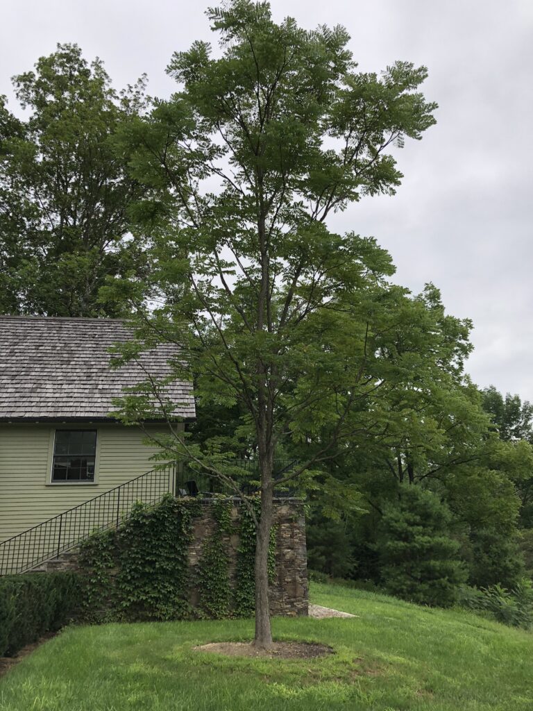 Kentucky coffeetree