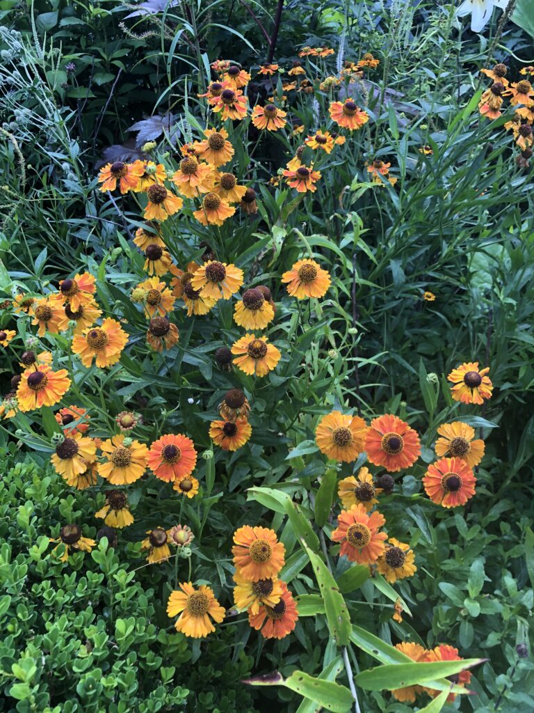 sneezeweed