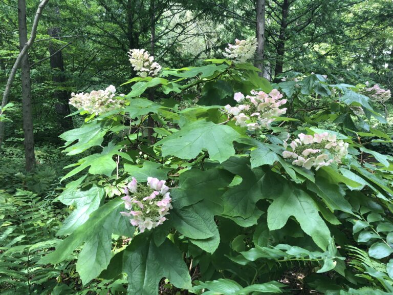 oakleaf hydrangea