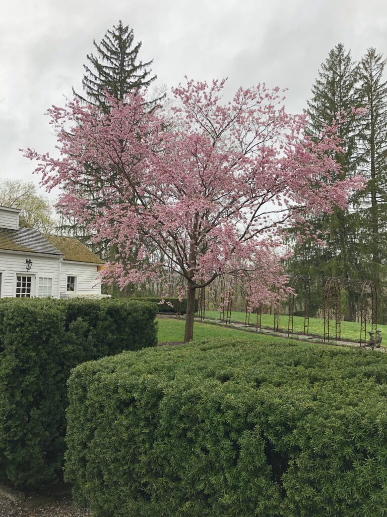 Japanese hill cherry