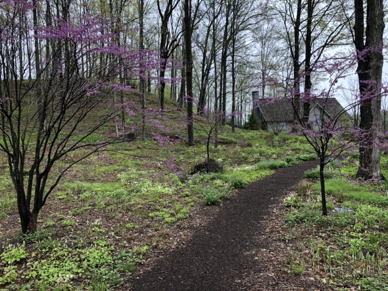 redbud