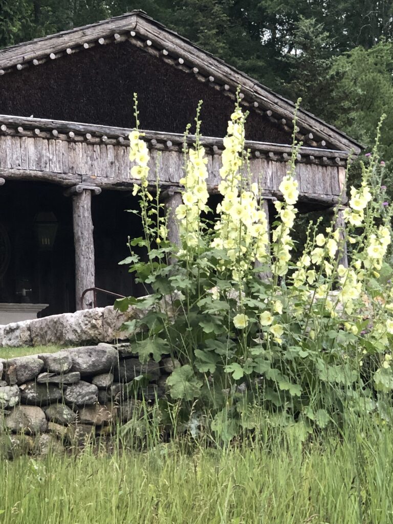 hollyhock