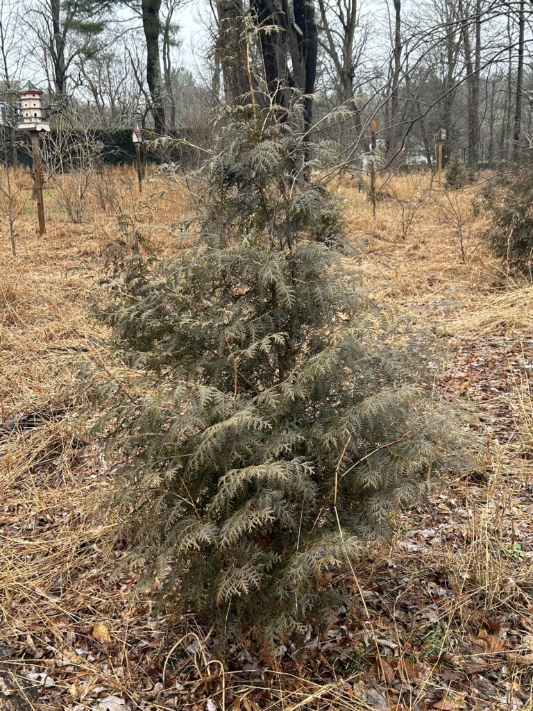 Hetz Midget arborvitae