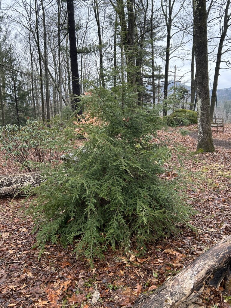 Canadian hemlock