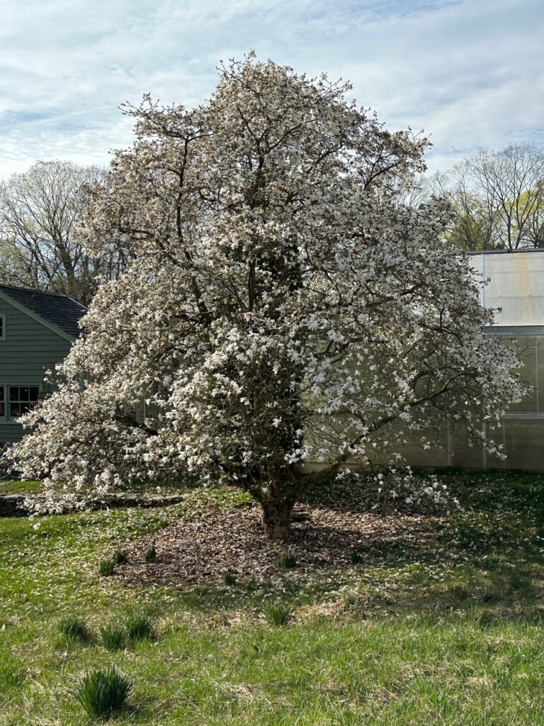 star magnolia