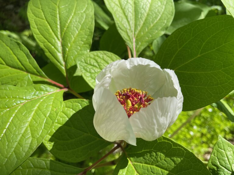 woodland peony