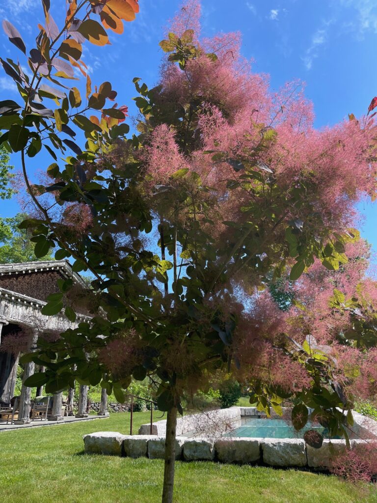 Eurasian smoketree